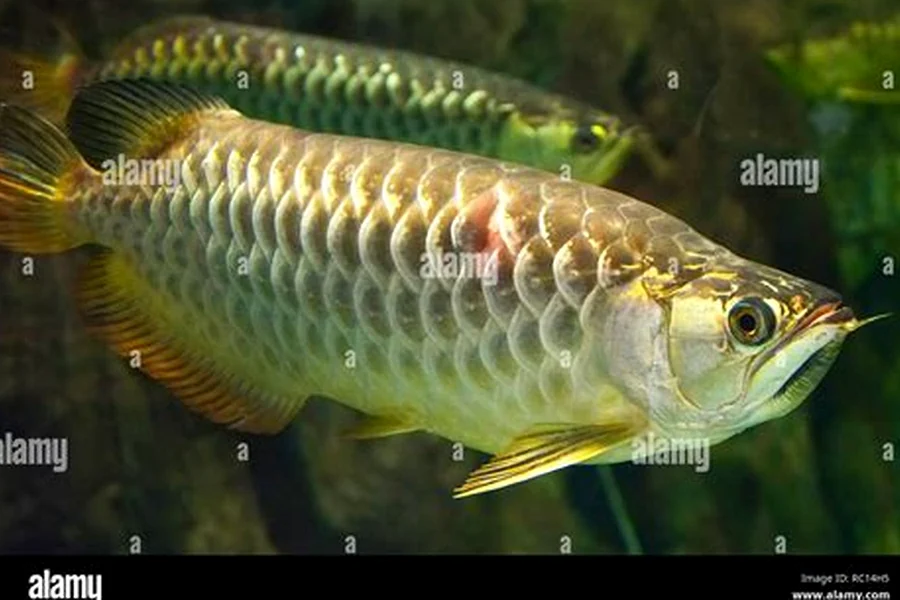Memancing Raja Naga