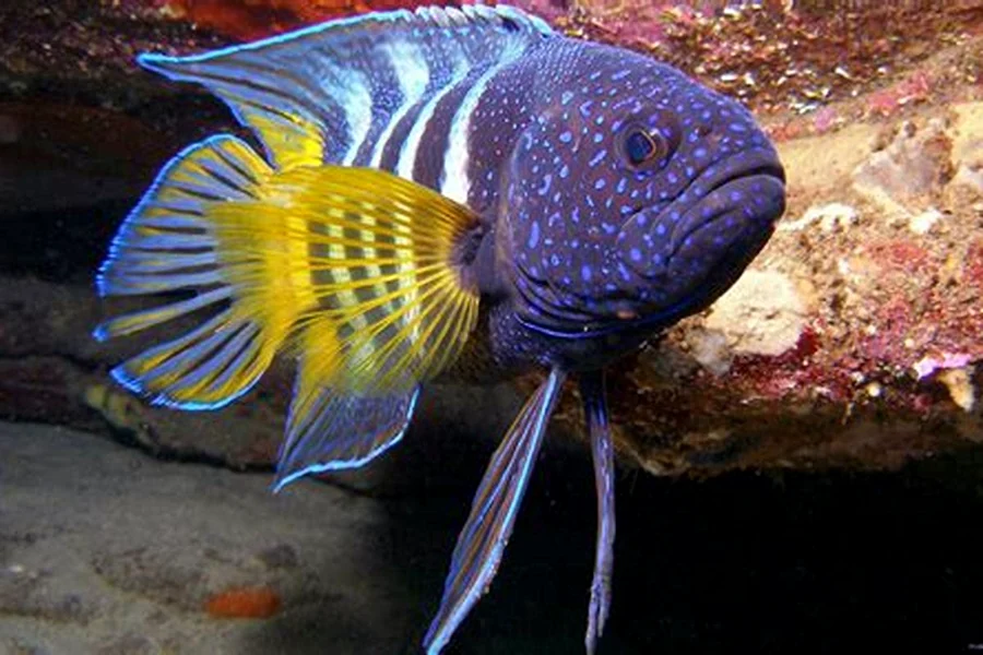 Memancing Neptunus