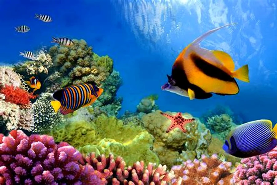 penangkapan ikan bajak laut
