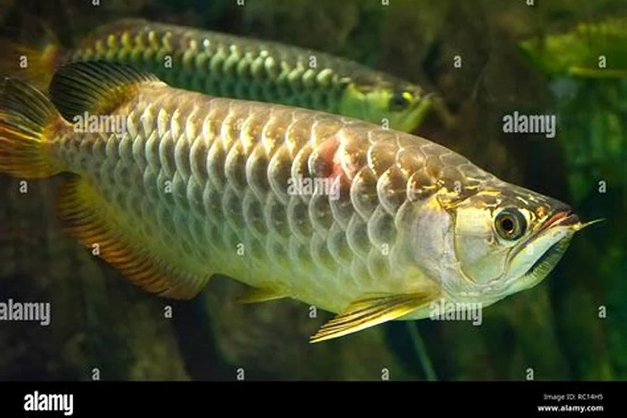 Dragon Fish