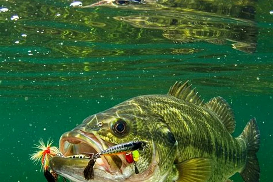 Memancing Monster