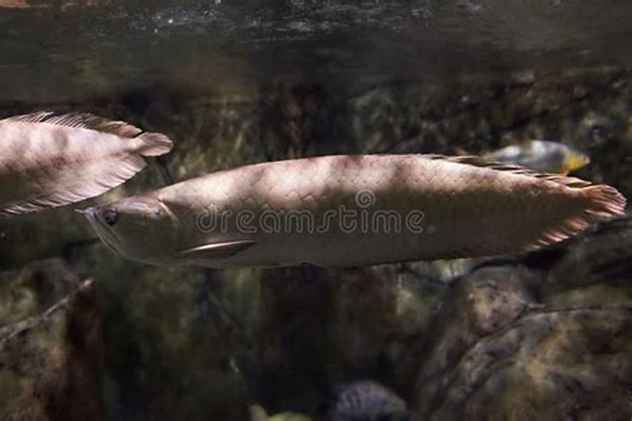 Memancing Raja Naga